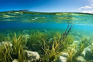 Seagrass monitoring at South Stradbroke - BOAT